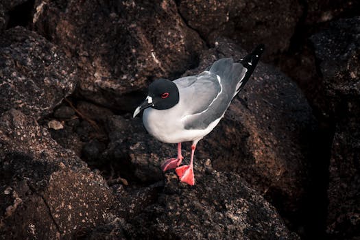 Best Hotels in Galapagos Islands Ecuador