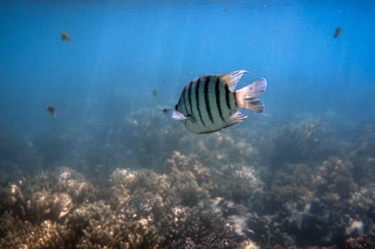 Hotels Near Great Barrier Reef Australia