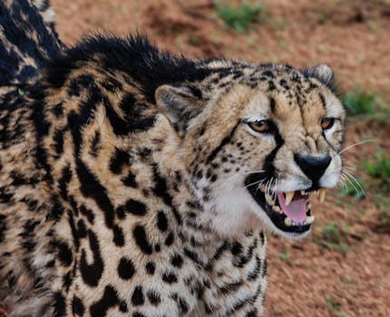 Hotels With Safari View in Kruger Park South Africa